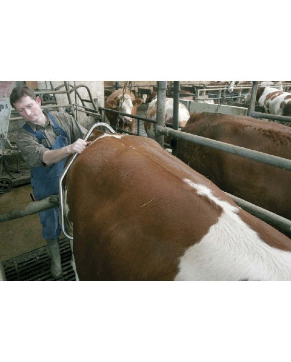 DISPOZITIV PENTRU CONTENTIE BOVINE